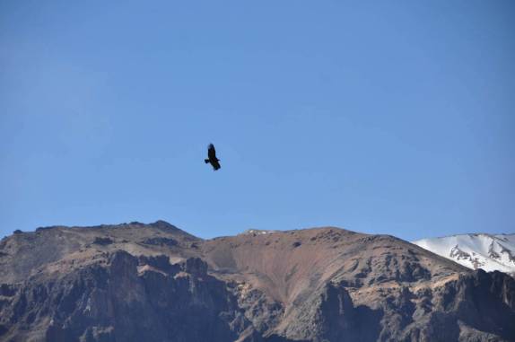 Um condor plana sobre os abismos do Canyon Colca, região de Arequipa, no Peru